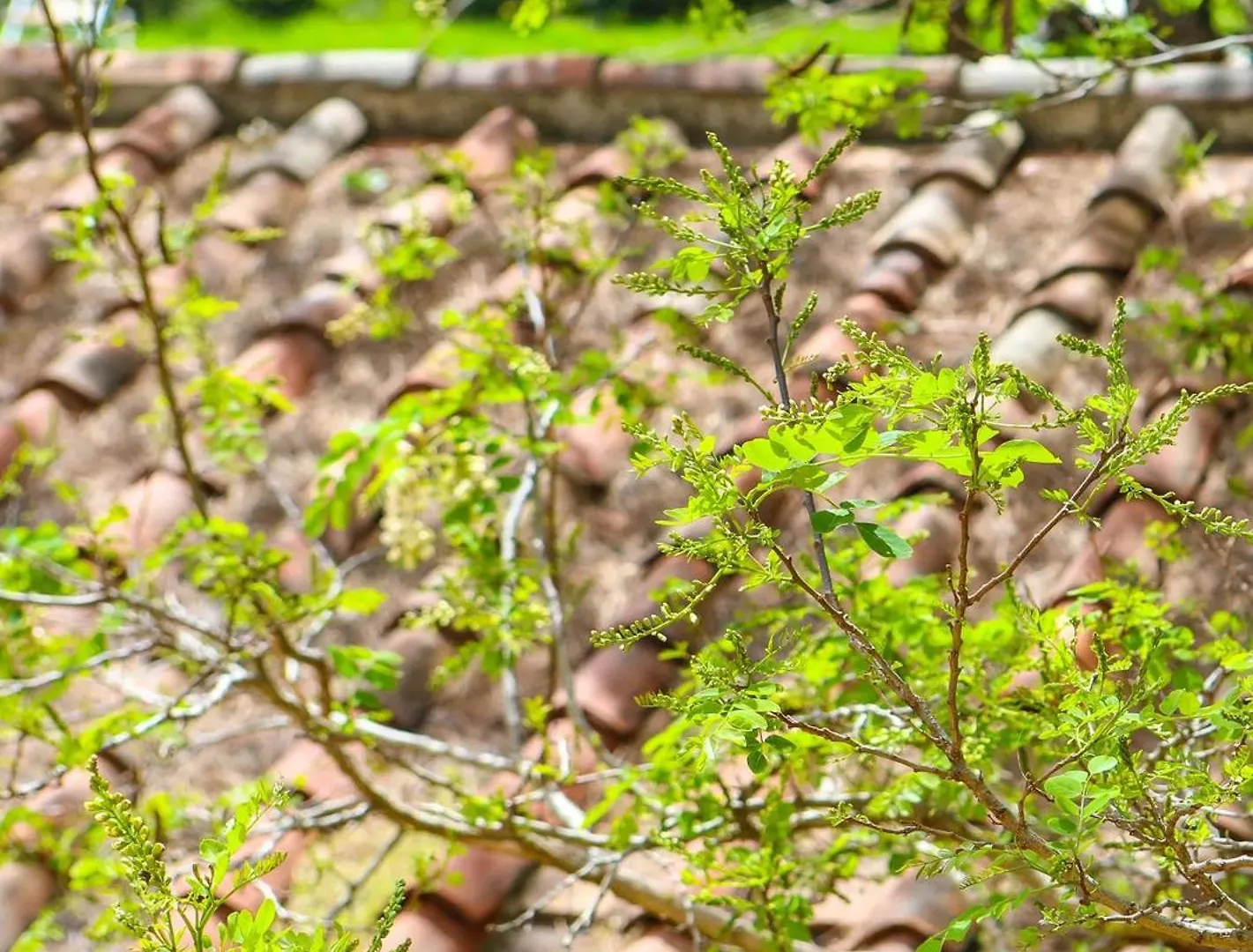 Il Gelso Di Francesco - N5 Villa Cecina  Farm stay Cecina (Livorno)